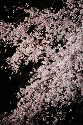 【ザ・ワールド】夜の花の世界…狂い咲き