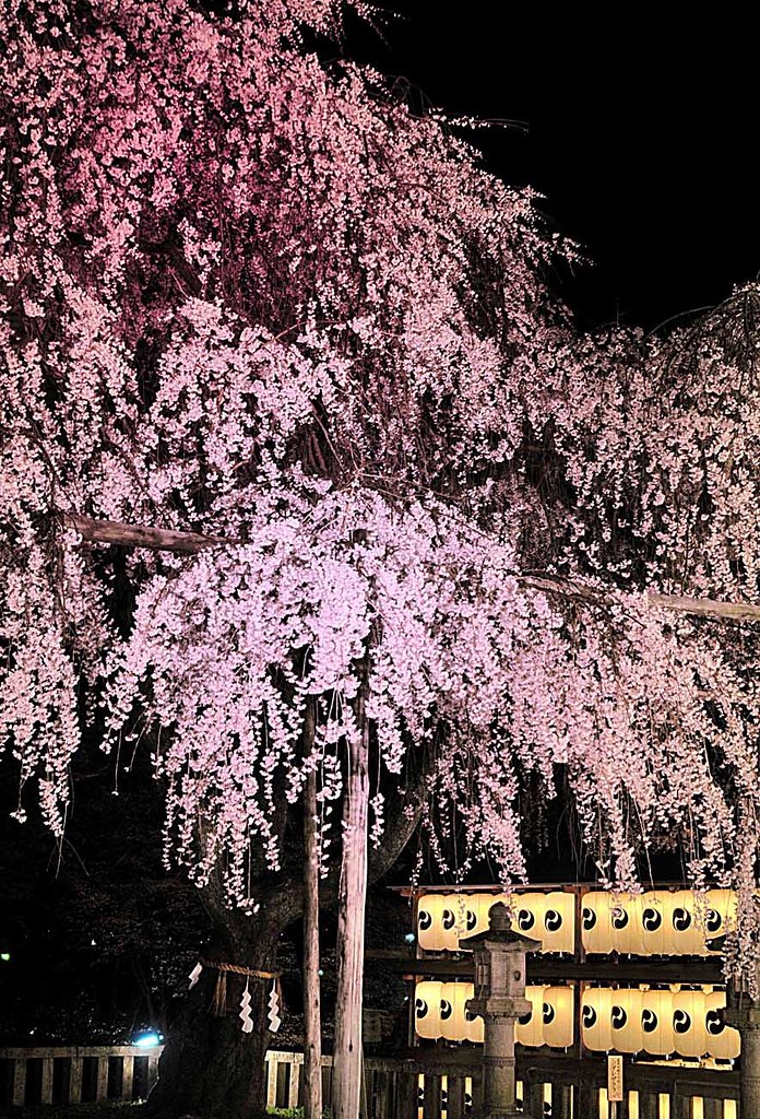 大石神社の桜