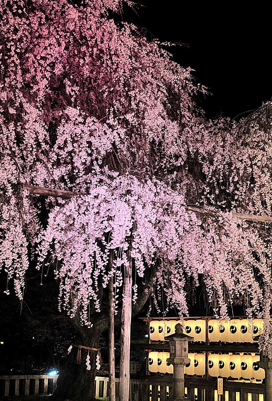 大石神社の桜
