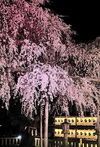 大石神社の桜