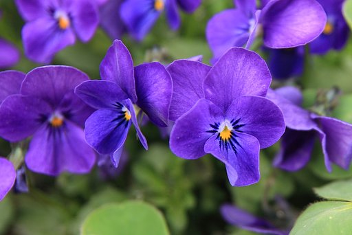 花の色むずかしいっす
