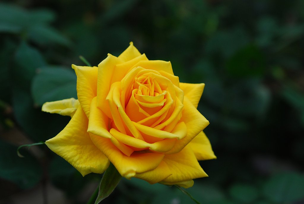 薔薇の花②