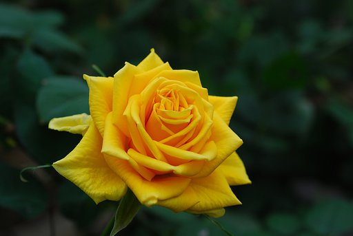 薔薇の花②