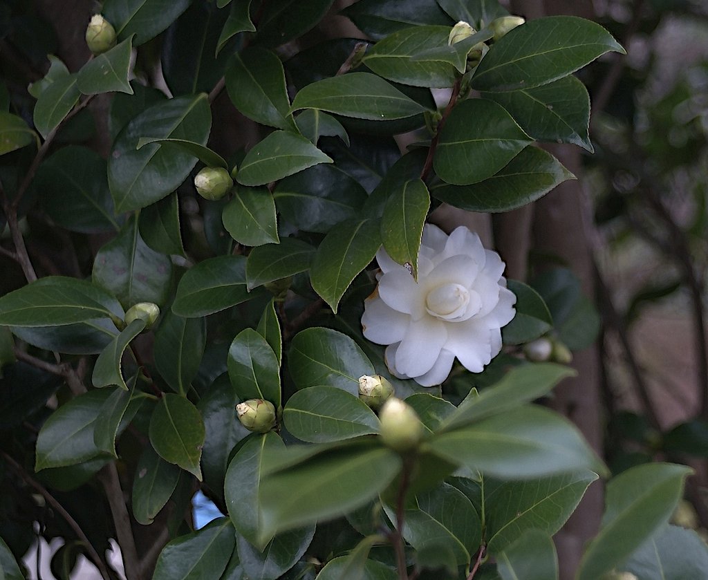 椿