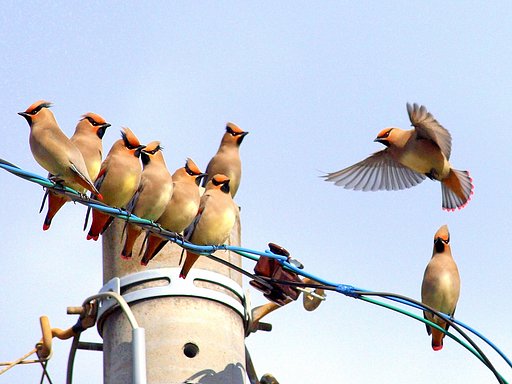 【ザ・ワールド】鳥の世界緋色