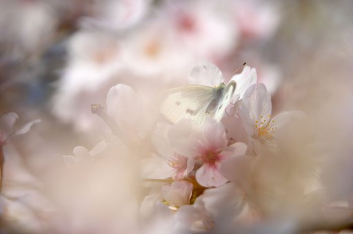 花に蝶