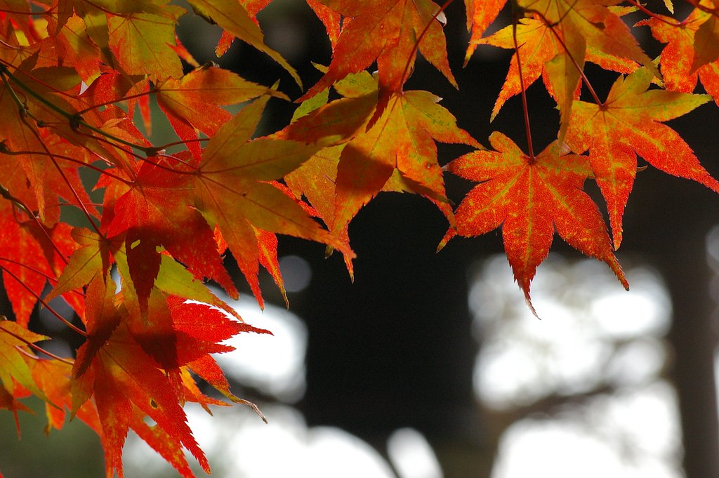 鐘楼に映える紅葉
