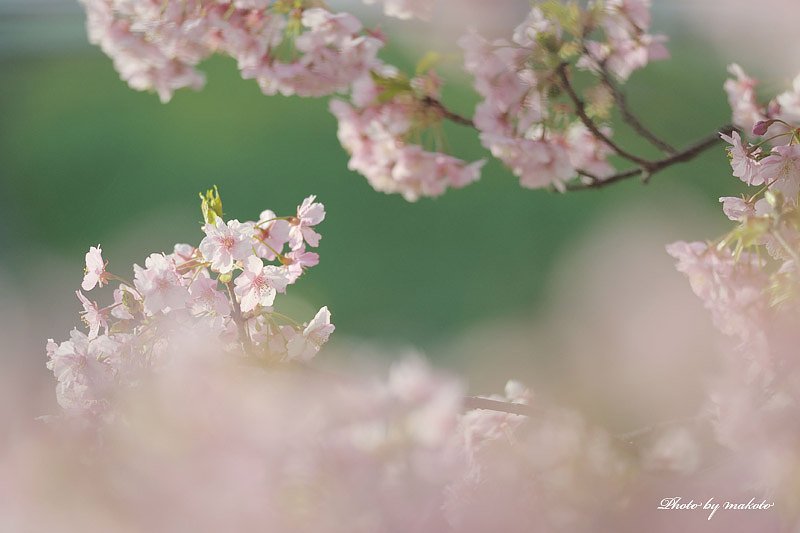 春風の誘惑♪