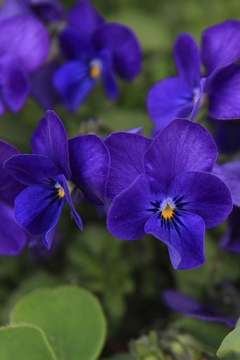 やっぱ花の色はむずかしいっす