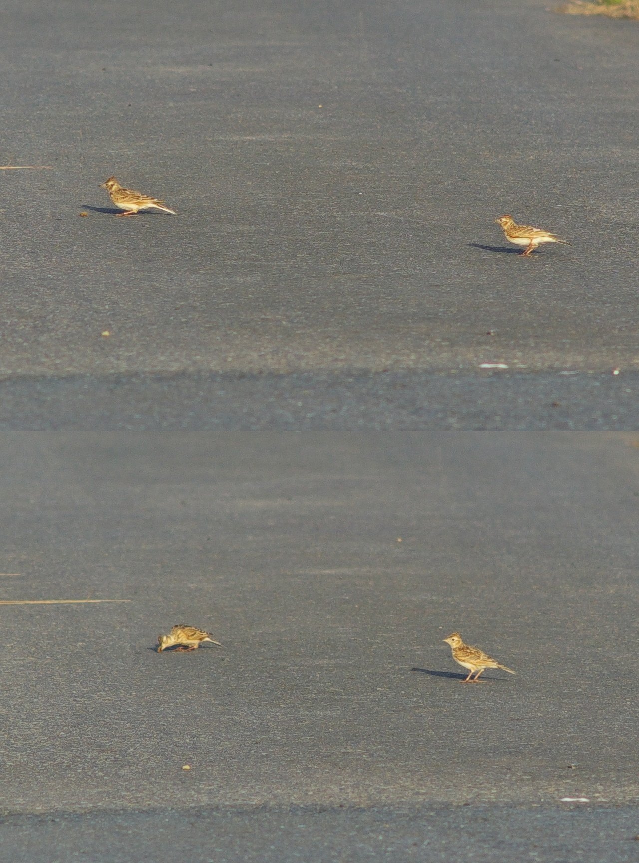 小鳥さん、お食事見つけ！