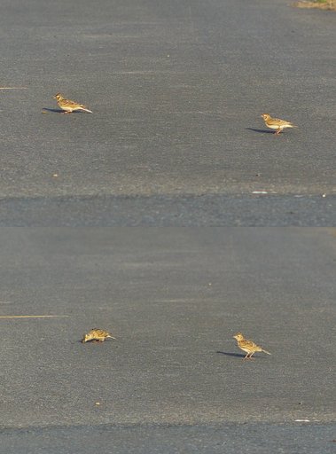 小鳥さん、お食事見つけ！