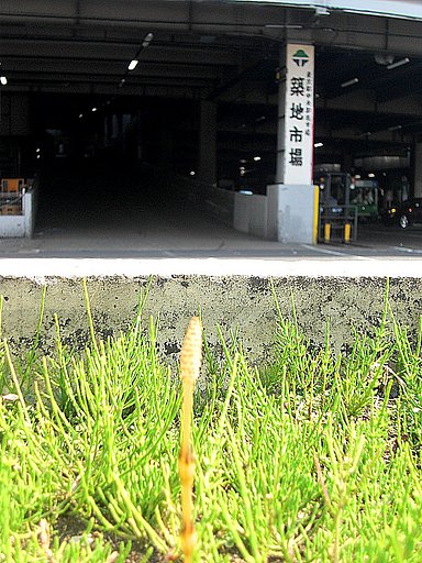 築地市場入口のつくし