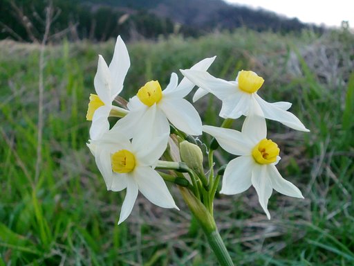 農道脇のゴミから生えた水仙の花！
