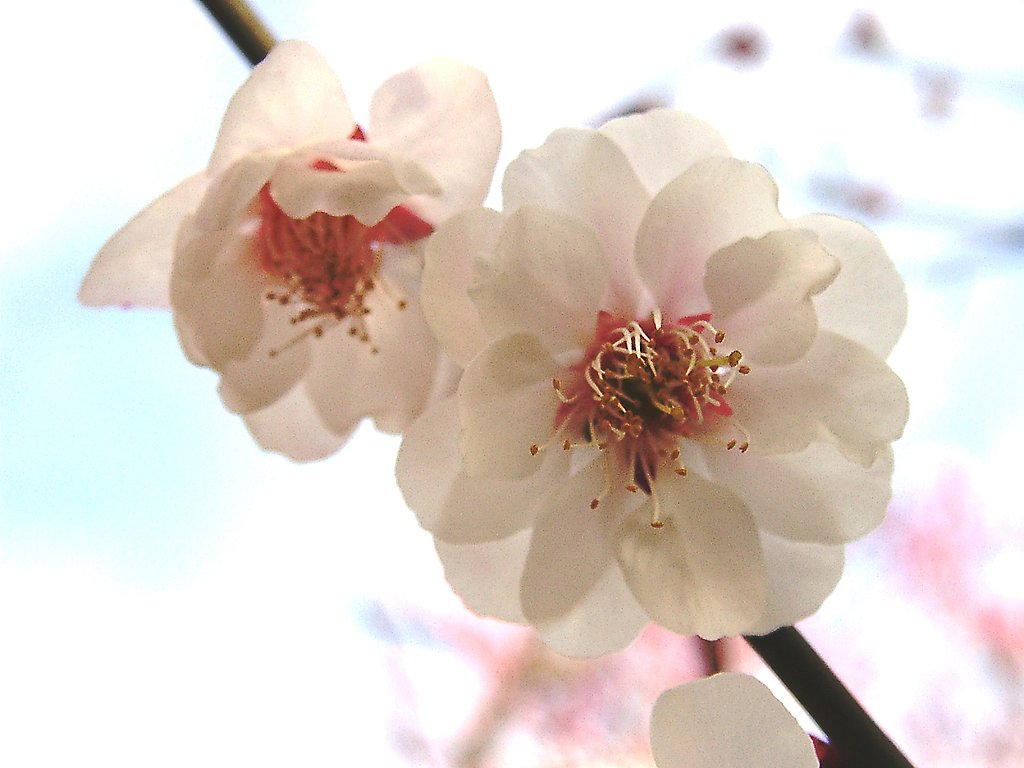 ★ウメの花くらべ-27 八重海棠