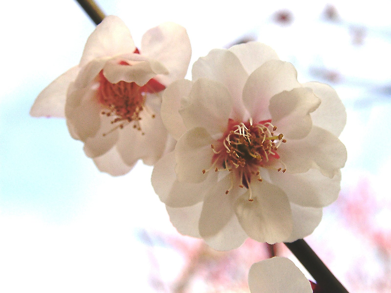 ★ウメの花くらべ-27 八重海棠