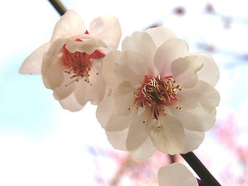 ★ウメの花くらべ-27 八重海棠