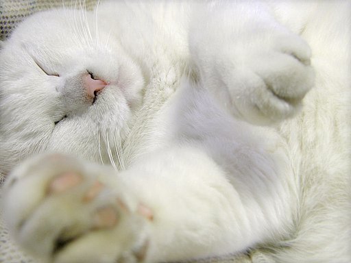 いつものことながら