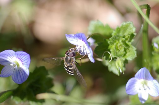 蜜を吸う