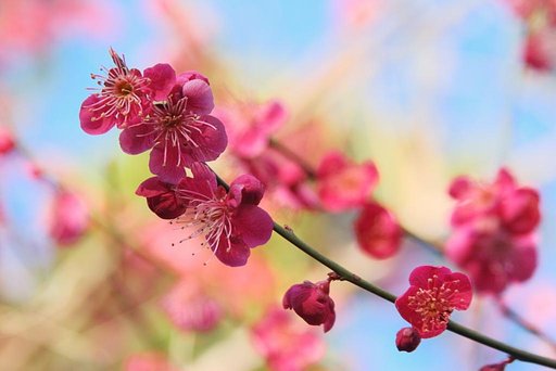 梅・華やかに　Ⅱ