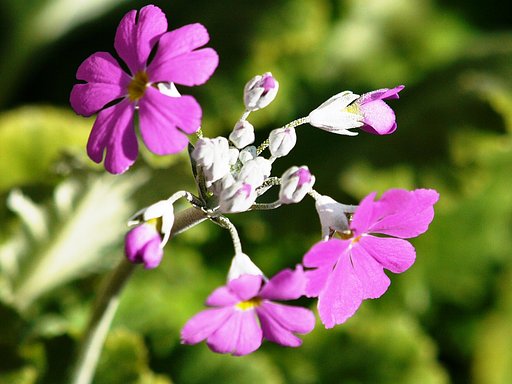 【トキメキの色】冬の花１