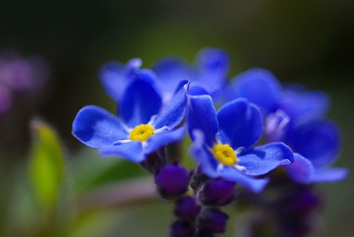 勿忘草（ワスレナグサ）