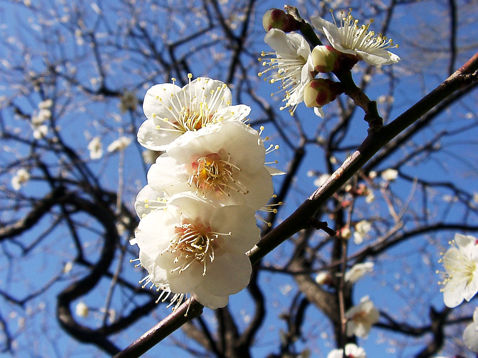 ★ウメの花くらべ-03