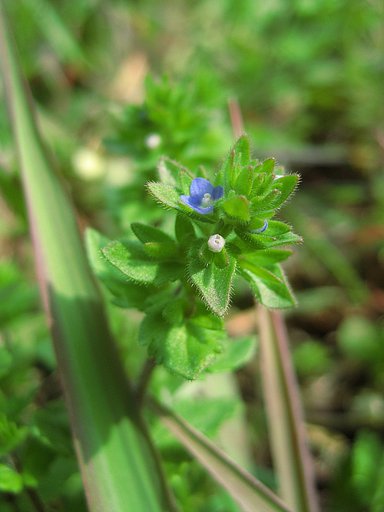 【ザ・ワールド】おチビな野の花