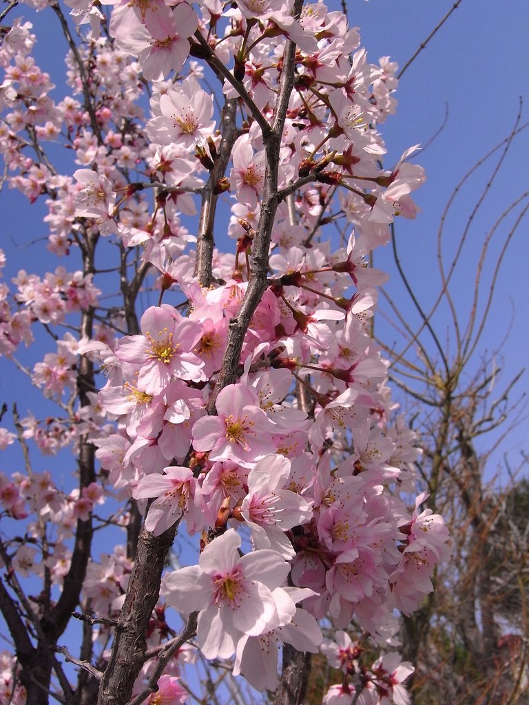 早咲きの桜