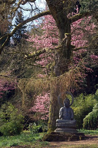 桜とともに海を渡った大仏様