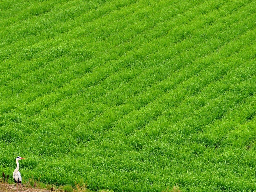 田園風景