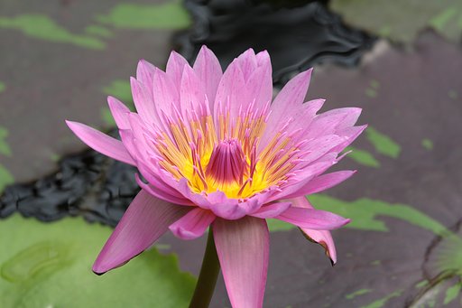 蓮の花