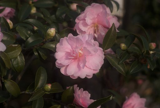 S5Pro+Rodenstock Rotelar　135/4（オリジナルデッケル）