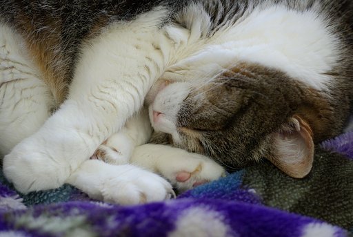 トラの春眠