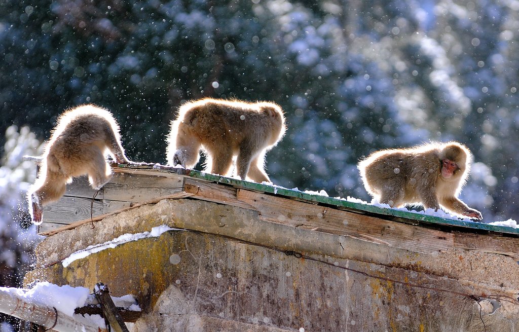 Snow Monkey 　おっと！
