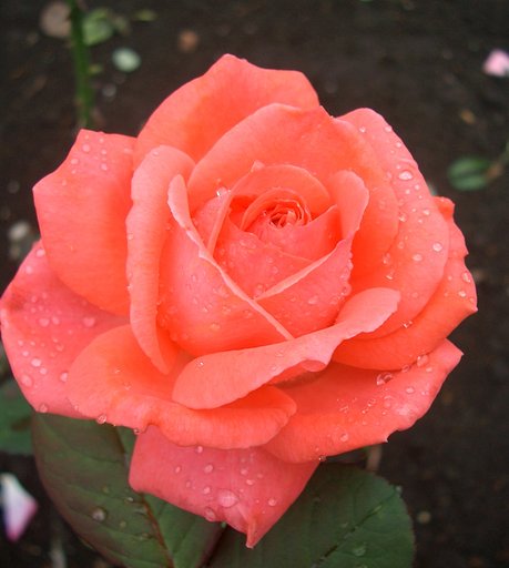 〜秋薔薇セレクションみたいな〜