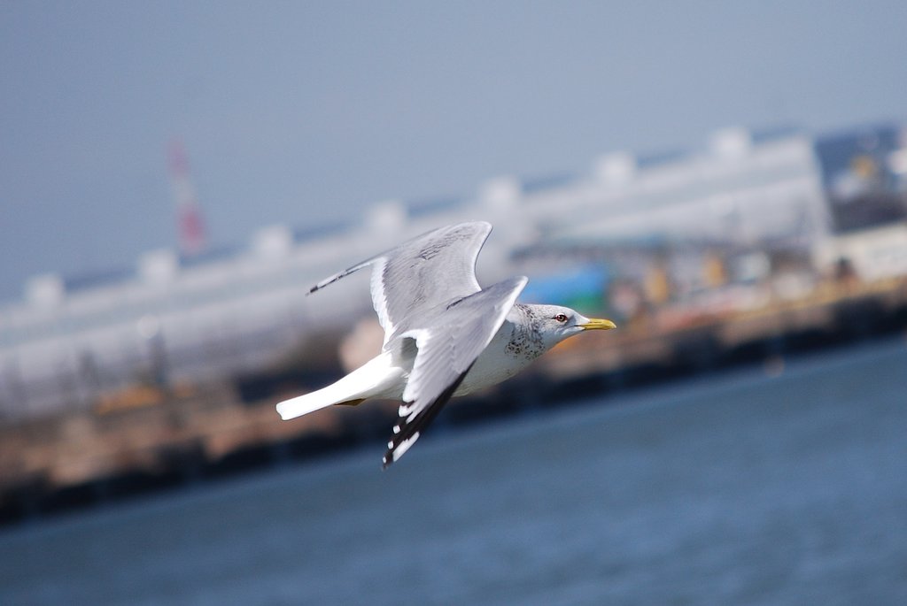 飛びてぇ