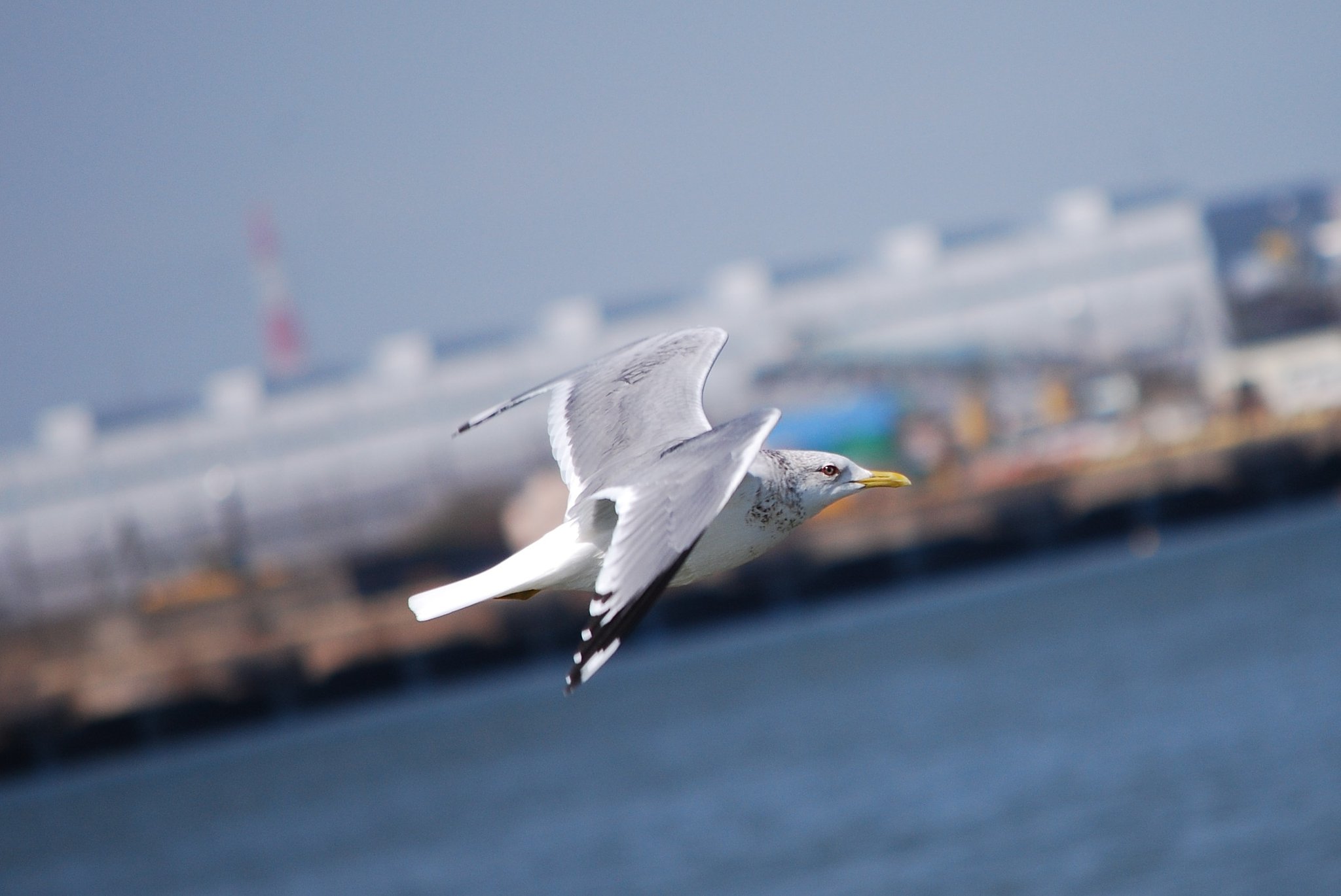 飛びてぇ