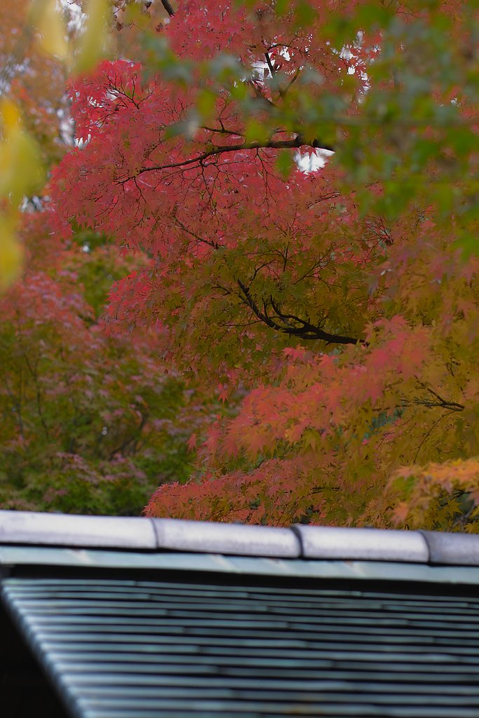 白鳥庭園