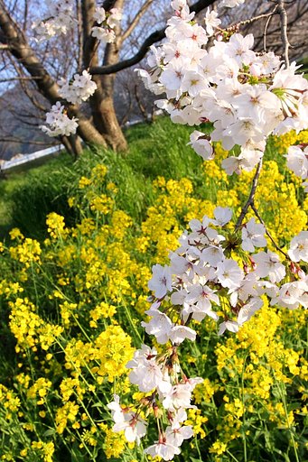桜を胴上げ