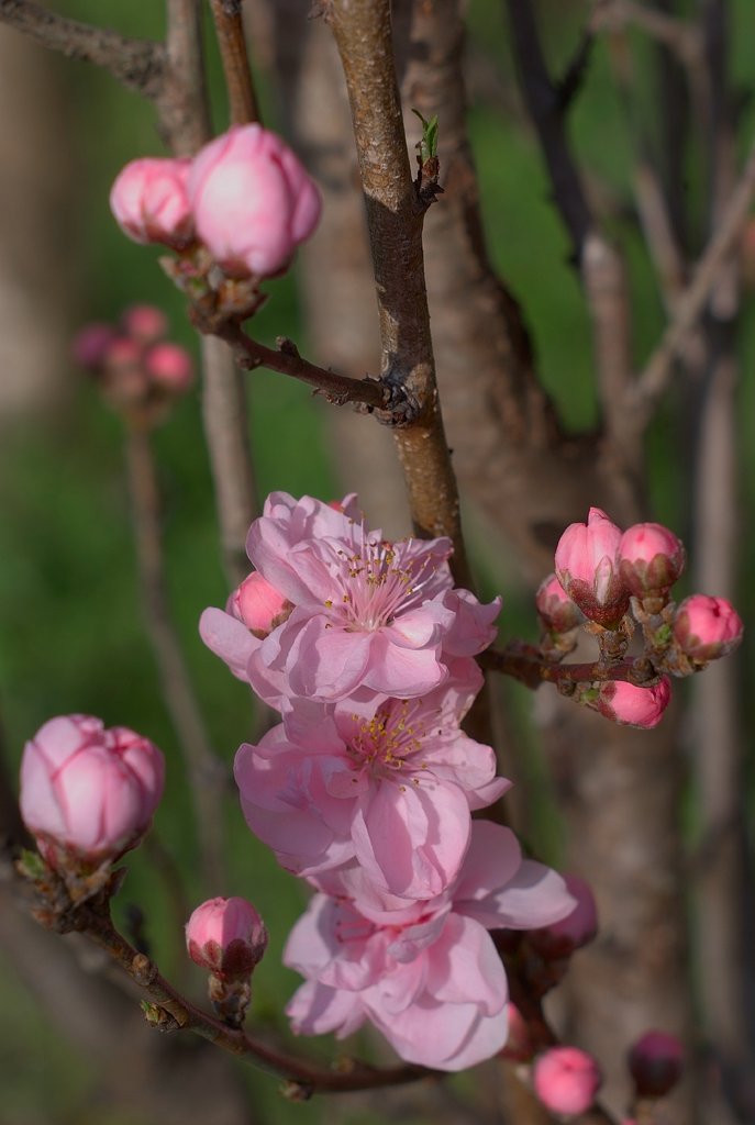 花桃