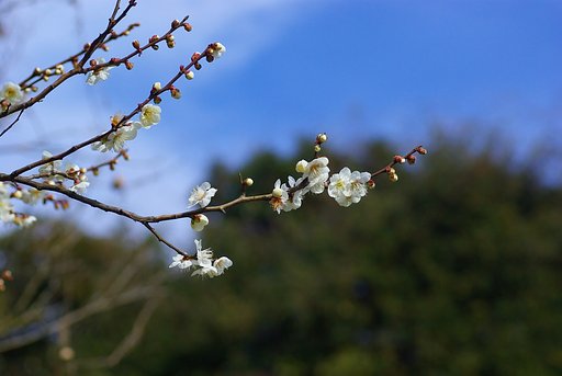 里の梅