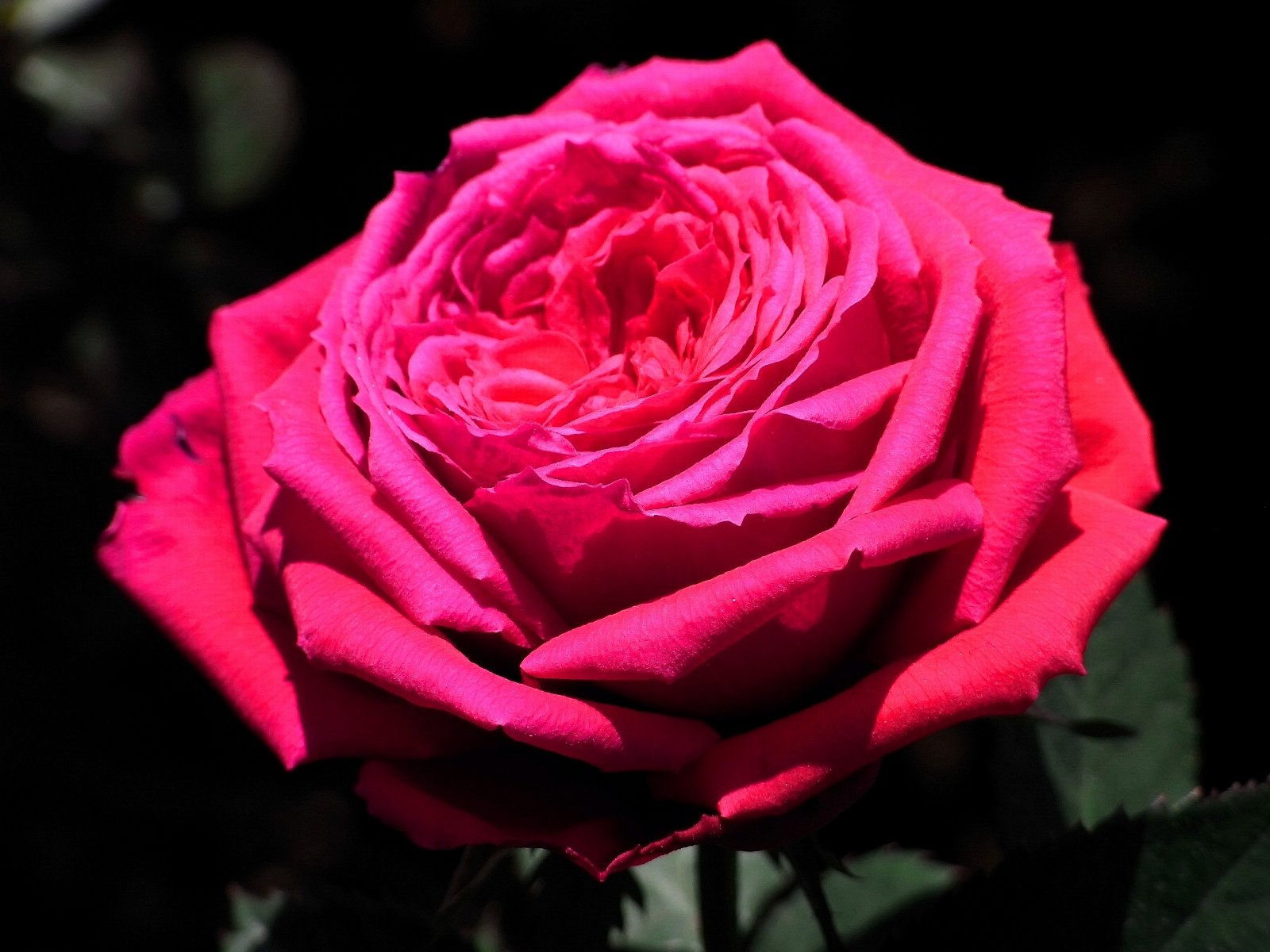 薔薇　
