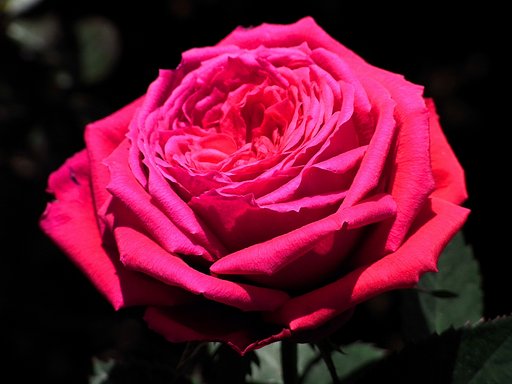 薔薇　