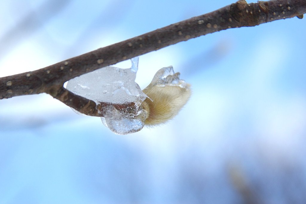 【自然】雪解け間近
