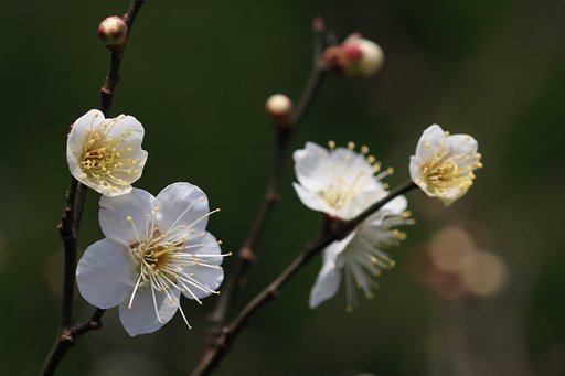 開花宣言は出たけれど