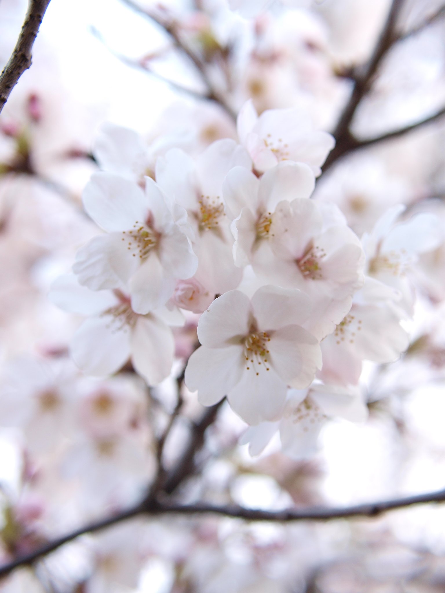 満開桜、とろとろと