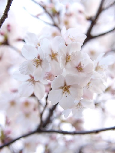 満開桜、とろとろと