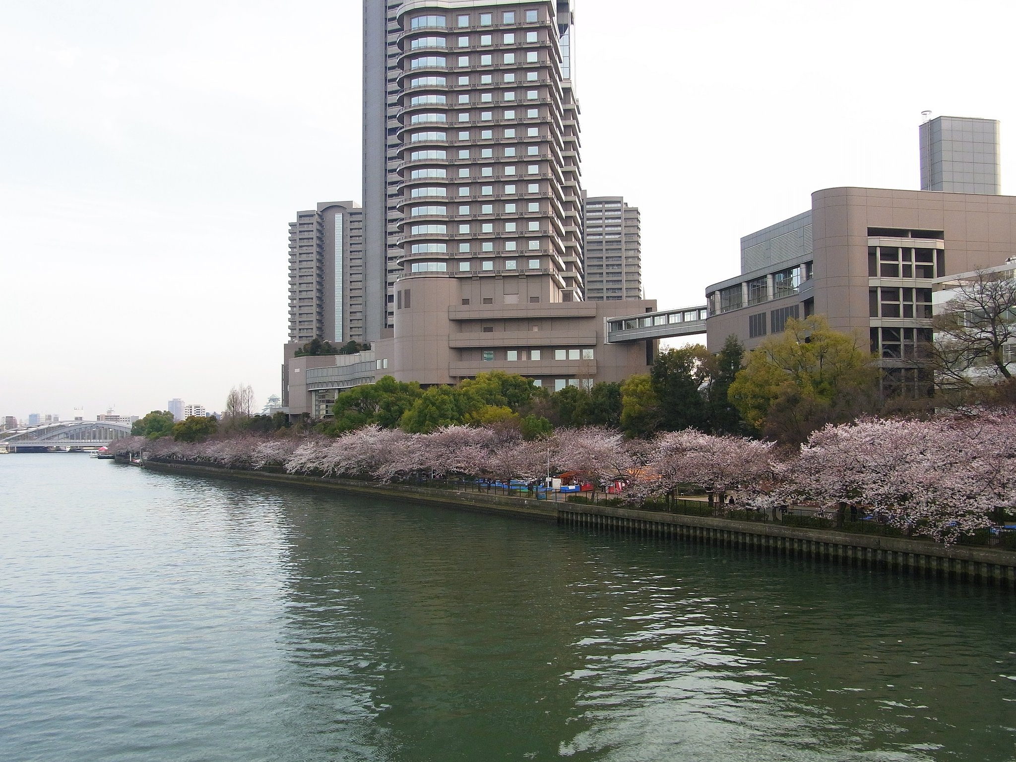 【桜】大阪はまだまだ