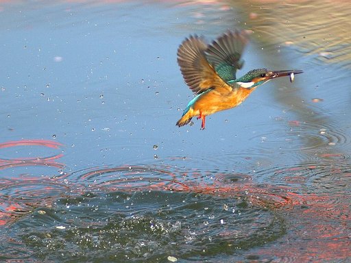 「紅梅映す池面、水上がり翡翠」