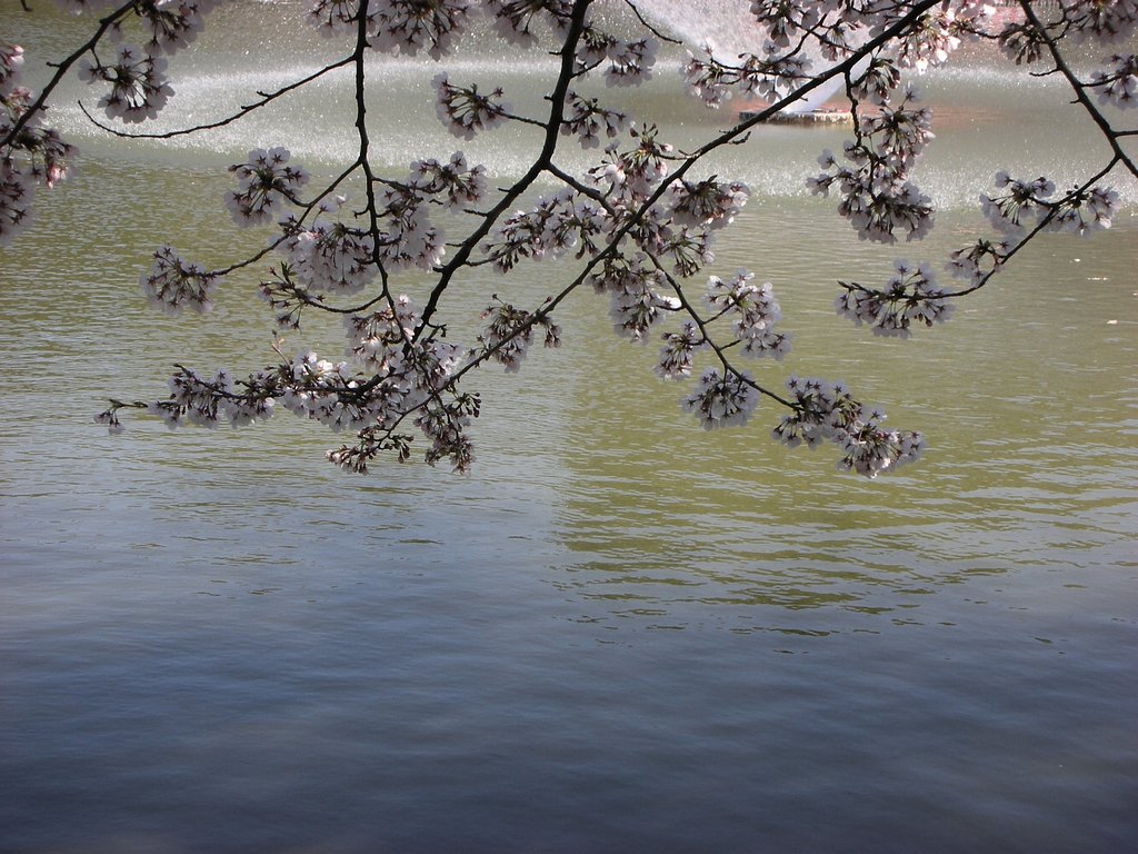 桜、噴水のある風景
